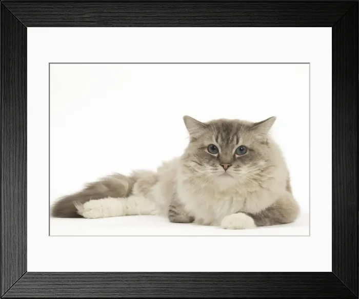 Framed Print : Picture No. 12479002 Framed Print : Picture No. 12479002