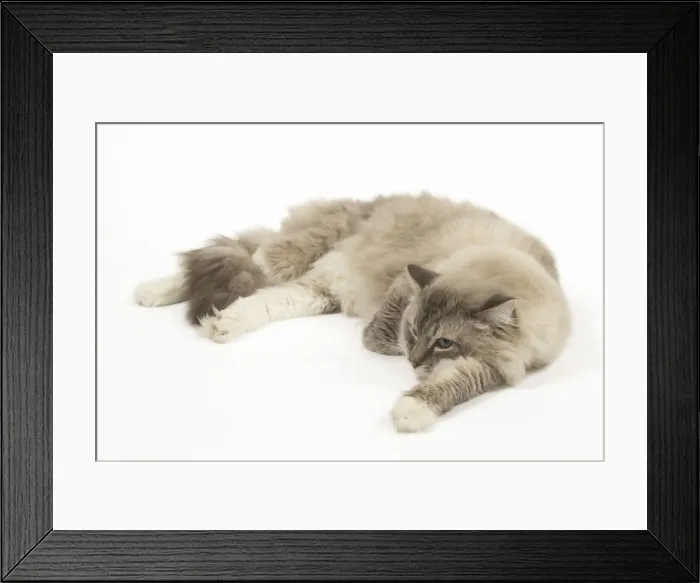 Framed Print : Picture No. 12479003