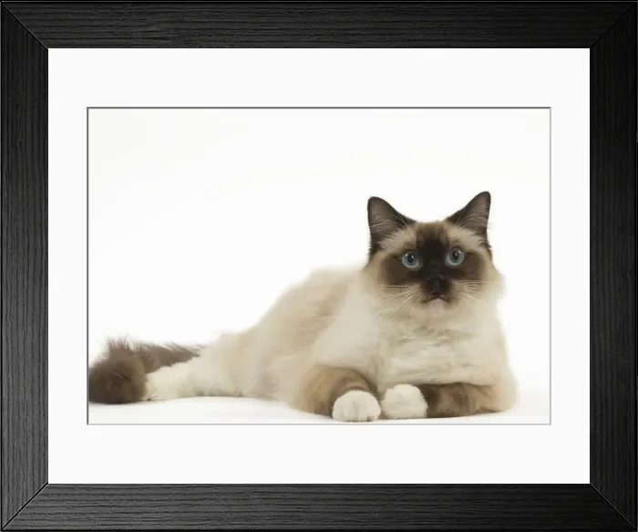 Framed Print : Picture No. 12479006