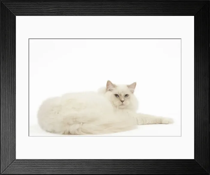 Framed Print : Picture No. 12478999 Framed Print : Picture No. 12478999