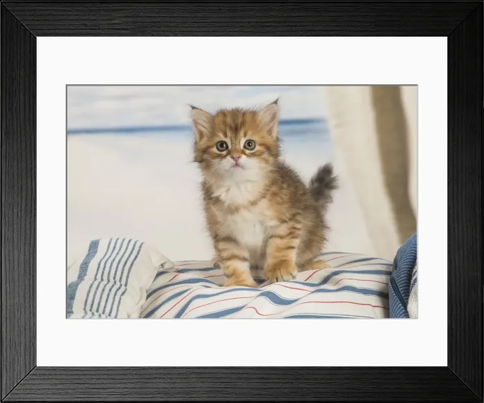 Framed Print : Picture No. 12479011 Framed Print : Picture No. 12479011