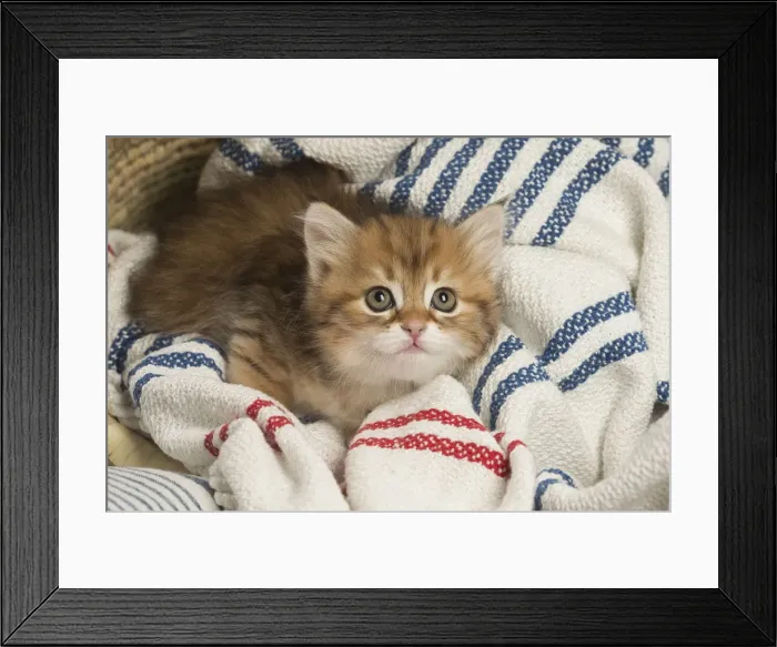 Framed Print : Picture No. 12479013 Framed Print : Picture No. 12479013