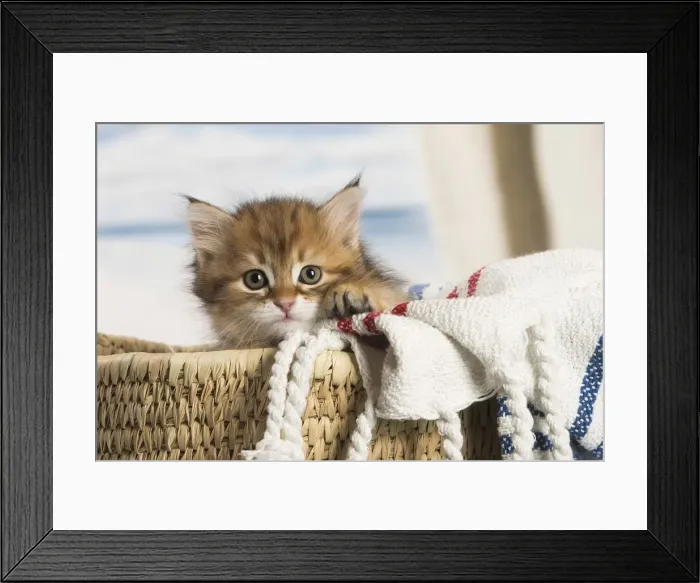 Framed Print : Picture No. 12479012