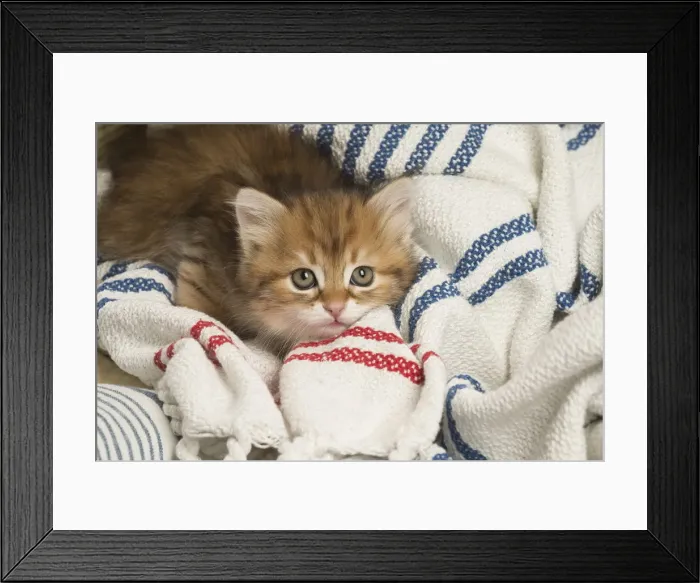 Framed Print : Picture No. 12479014 Framed Print : Picture No. 12479014