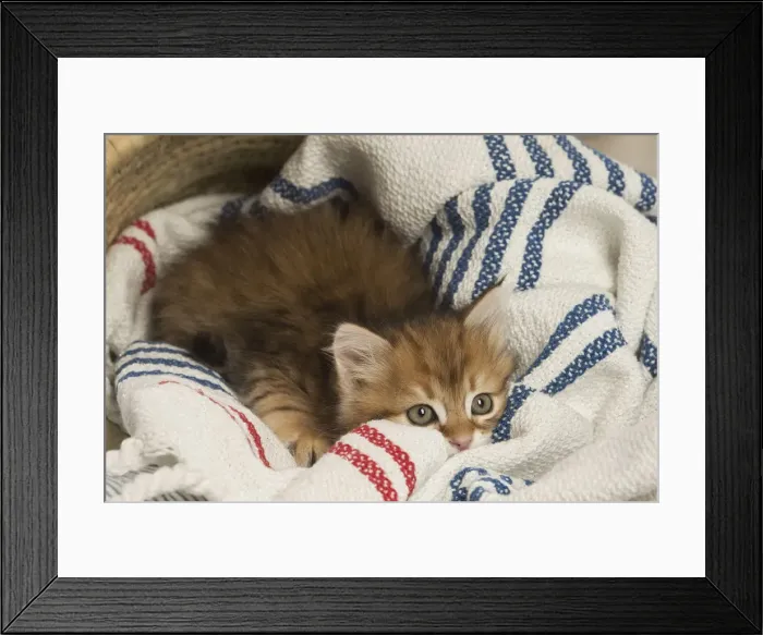Framed Print : Picture No. 12479015 Framed Print : Picture No. 12479015
