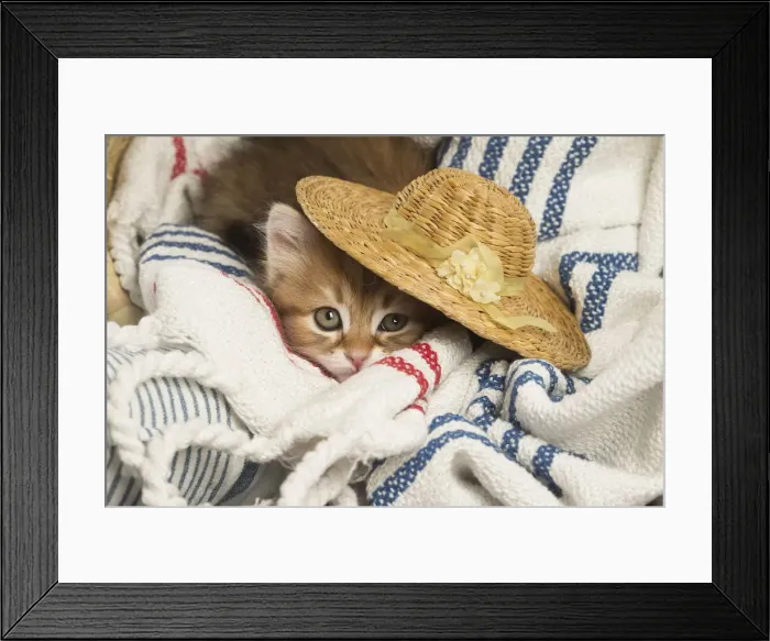 Framed Print : Picture No. 12479017 Framed Print : Picture No. 12479017