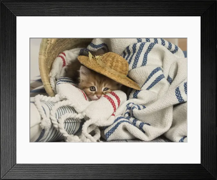 Framed Print : Picture No. 12479016 Framed Print : Picture No. 12479016