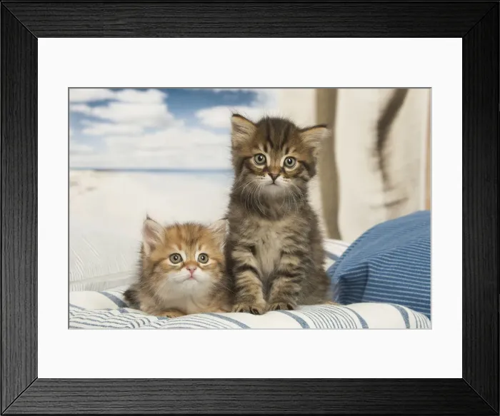Framed Print : Picture No. 12479018 Framed Print : Picture No. 12479018