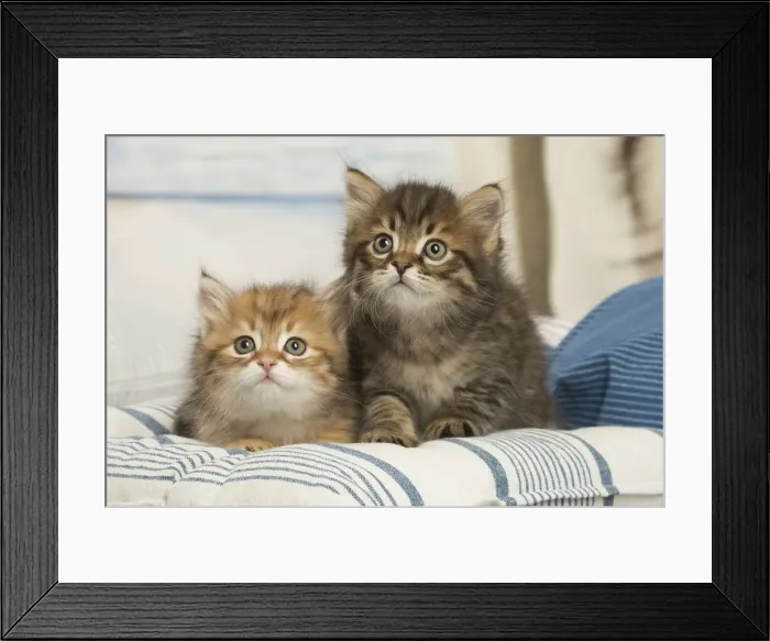 Framed Print : Picture No. 12479019 Framed Print : Picture No. 12479019