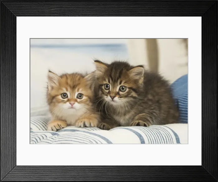 Framed Print : Picture No. 12479020