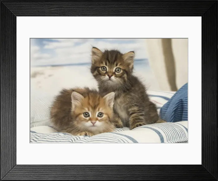 Framed Print : Picture No. 12479021