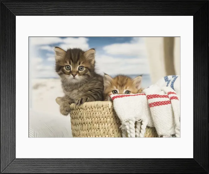 Framed Print : Picture No. 12479022 Framed Print : Picture No. 12479022