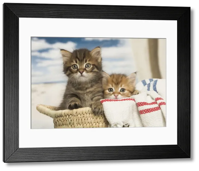 Framed Print : Picture No. 12479023 Framed Print : Picture No. 12479023