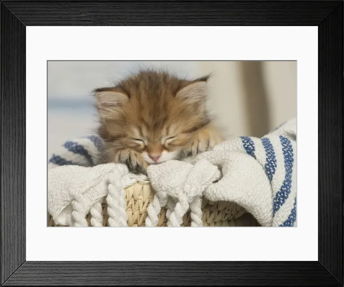 Framed Print : Picture No. 12479024