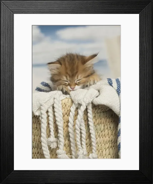 Framed Print : Picture No. 12479025