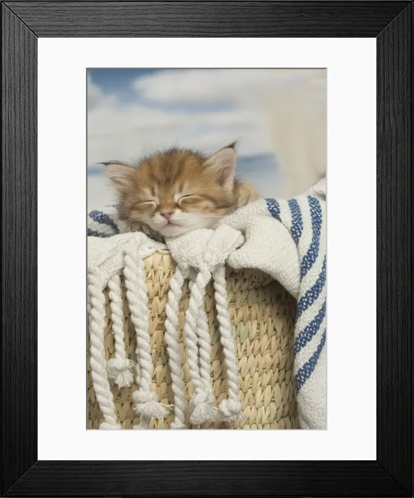 Framed Print : Picture No. 12479026 Framed Print : Picture No. 12479026