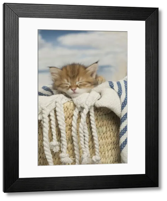 Framed Print : Picture No. 12479027 Framed Print : Picture No. 12479027
