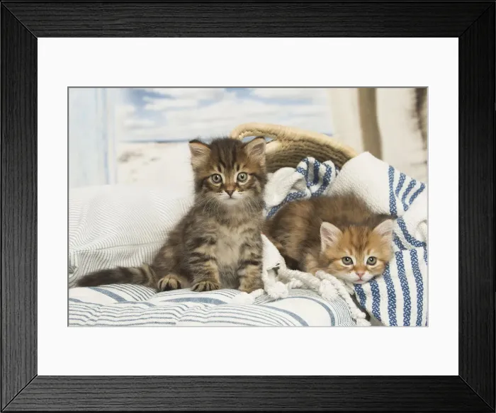Framed Print : Picture No. 12479029 Framed Print : Picture No. 12479029