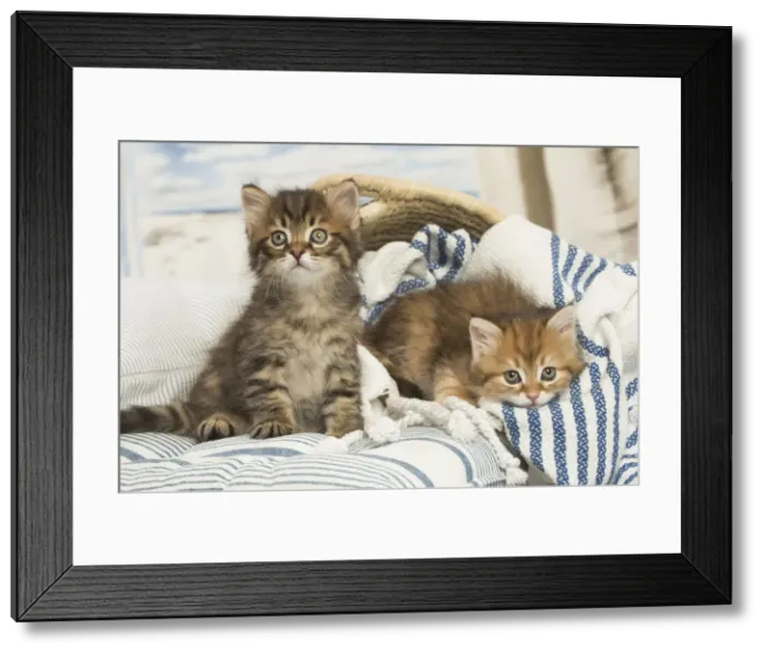 Framed Print : Picture No. 12479030 Framed Print : Picture No. 12479030