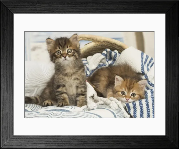 Framed Print : Picture No. 12479031 Framed Print : Picture No. 12479031