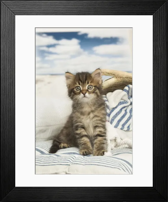 Framed Print : Picture No. 12479032 Framed Print : Picture No. 12479032