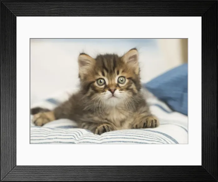Framed Print : Picture No. 12479034 Framed Print : Picture No. 12479034