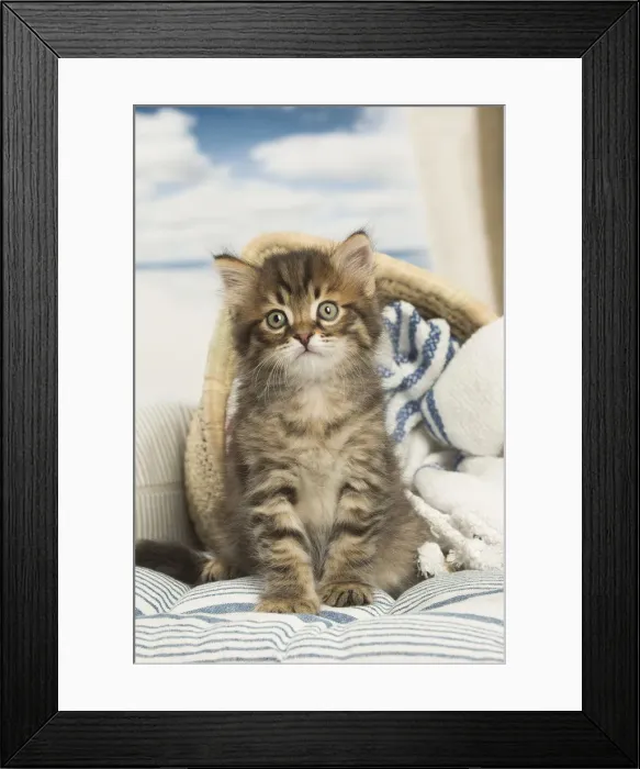 Framed Print : Picture No. 12479033 Framed Print : Picture No. 12479033