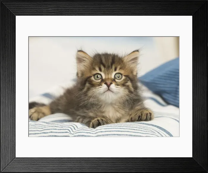 Framed Print : Picture No. 12479035 Framed Print : Picture No. 12479035