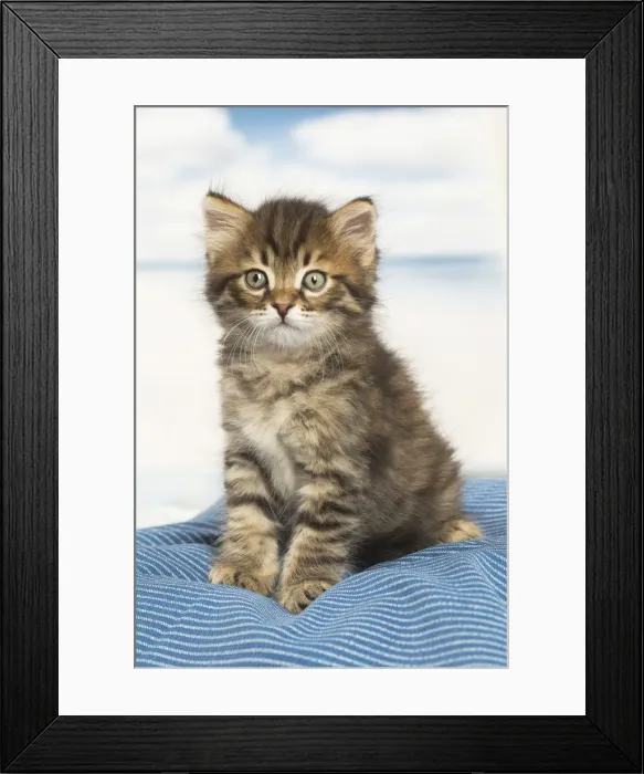 Framed Print : Picture No. 12479036 Framed Print : Picture No. 12479036