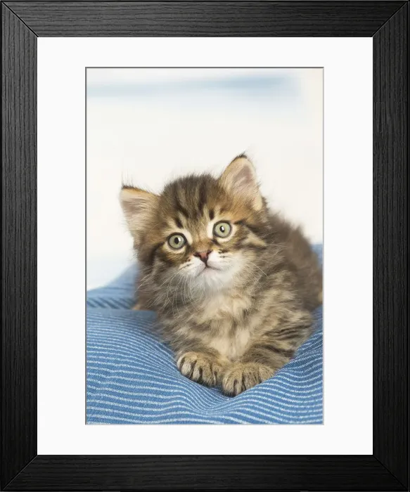 Framed Print : Picture No. 12479037 Framed Print : Picture No. 12479037