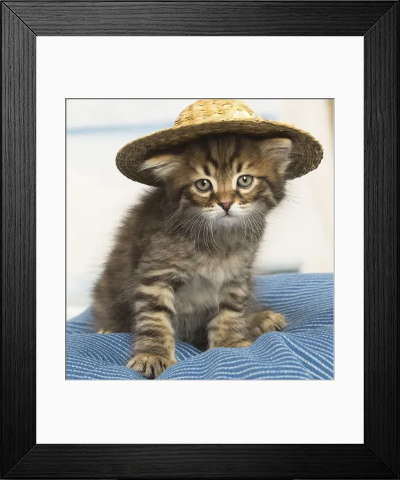 Framed Print : Picture No. 12479038 Framed Print : Picture No. 12479038