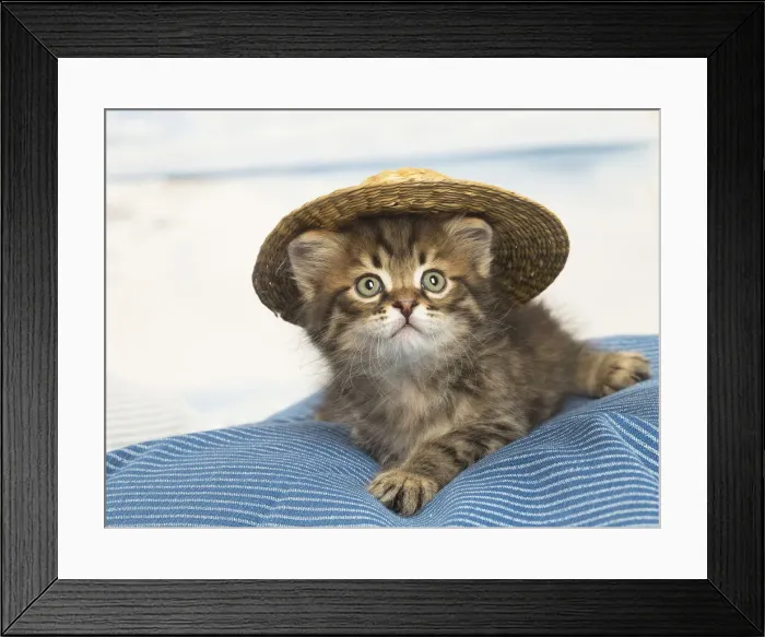 Framed Print : Picture No. 12479039 Framed Print : Picture No. 12479039