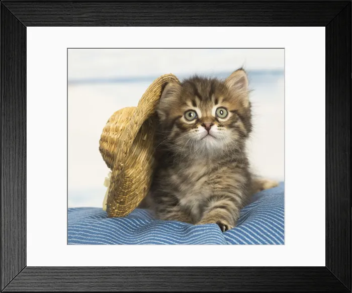 Framed Print : Picture No. 12479041 Framed Print : Picture No. 12479041