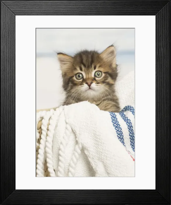 Framed Print : Picture No. 12479043 Framed Print : Picture No. 12479043