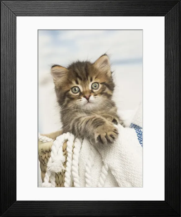 Framed Print : Picture No. 12479044 Framed Print : Picture No. 12479044