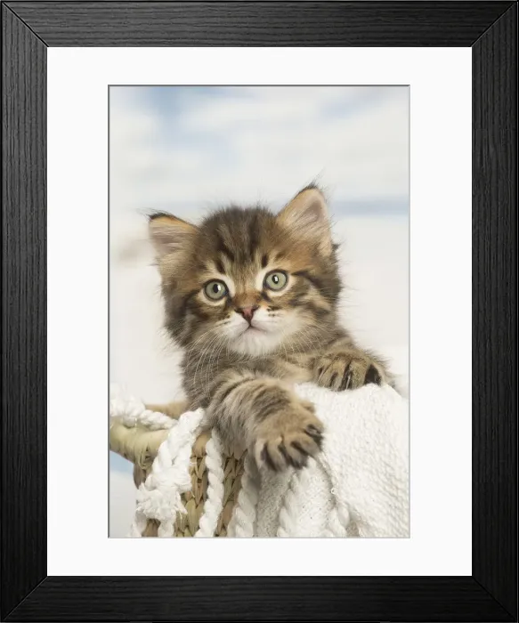 Framed Print : Picture No. 12479045 Framed Print : Picture No. 12479045