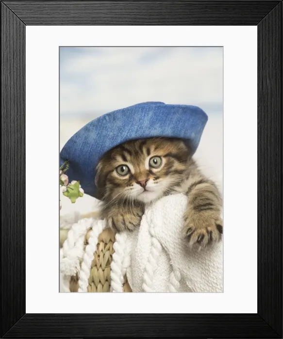 Framed Print : Picture No. 12479046