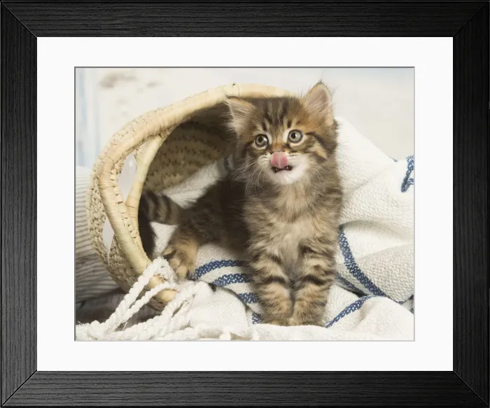Framed Print : Picture No. 12479049 Framed Print : Picture No. 12479049