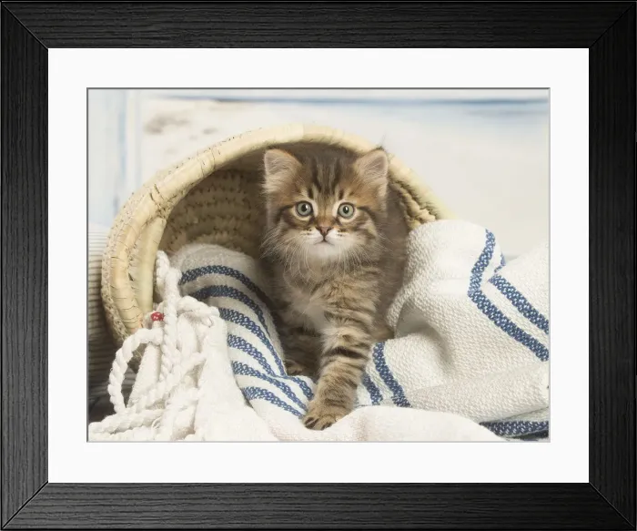 Framed Print : Picture No. 12479050 Framed Print : Picture No. 12479050