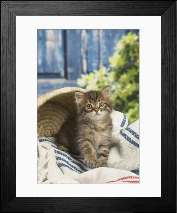 Framed Print : Picture No. 12479051 Framed Print : Picture No. 12479051