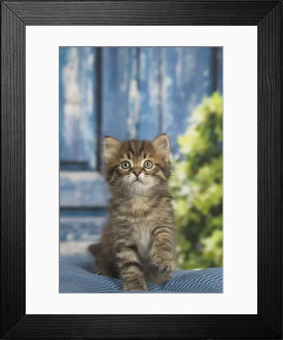 Framed Print : Picture No. 12479052 Framed Print : Picture No. 12479052