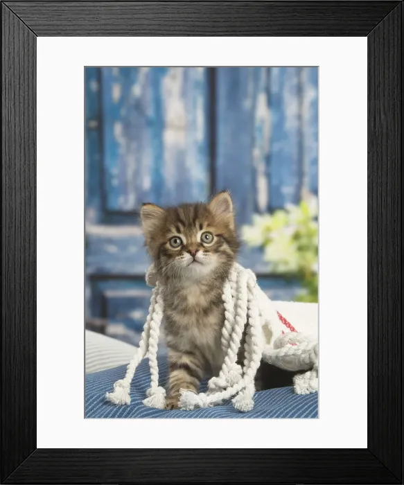 Framed Print : Picture No. 12479053 Framed Print : Picture No. 12479053