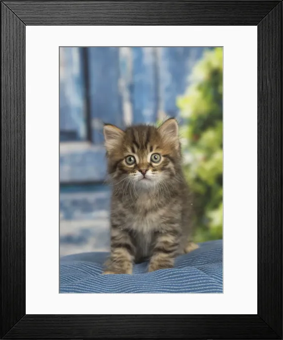 Framed Print : Picture No. 12479054 Framed Print : Picture No. 12479054