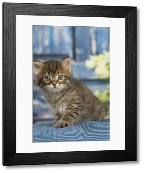 Framed Print : Picture No. 12479055 Framed Print : Picture No. 12479055