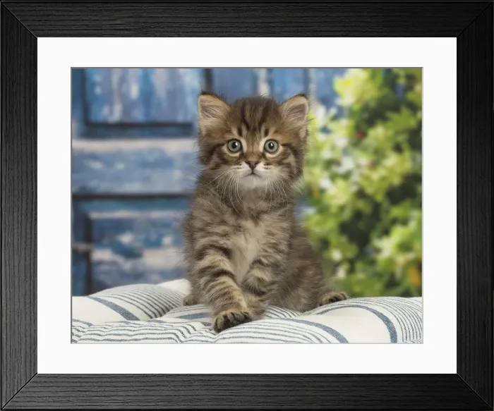 Framed Print : Picture No. 12479056 Framed Print : Picture No. 12479056