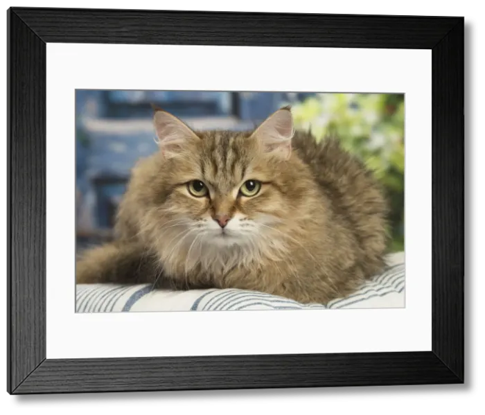 Framed Print : Picture No. 12479057