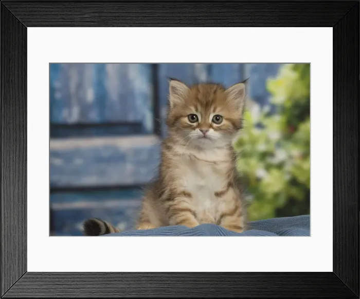 Framed Print : Picture No. 12479059 Framed Print : Picture No. 12479059