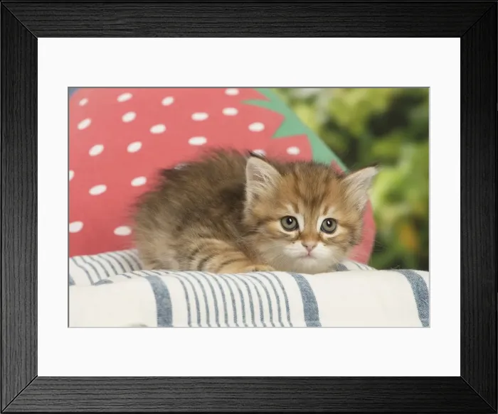 Framed Print : Picture No. 12479060 Framed Print : Picture No. 12479060