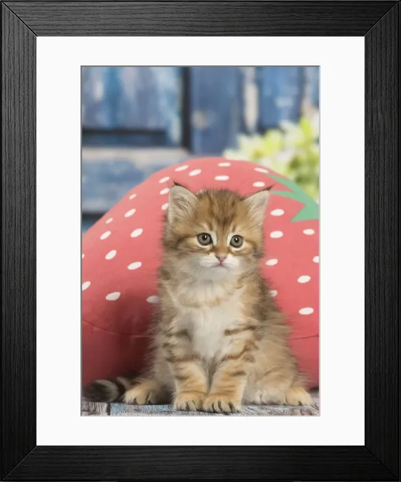 Framed Print : Picture No. 12479061 Framed Print : Picture No. 12479061