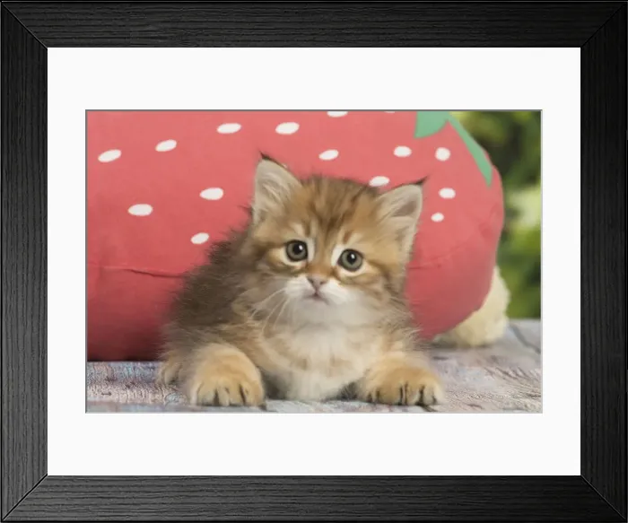 Framed Print : Picture No. 12479062 Framed Print : Picture No. 12479062